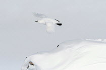 Rock ptarmigan (Lagopus muta) male taking off from snow, Taymyr Peninsula, Siberia, Russia . March