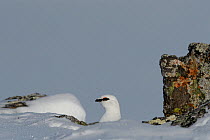Rock ptarmigan (Lagopus muta) male in snow, Taymyr Peninsula, Siberia, Russia . March