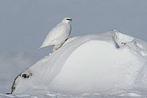 Rock ptarmigan (Lagopus muta) male on snow drift, Taymyr Peninsula, Siberia, Russia . March