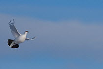 Rock ptarmigan (Lagopus muta) flying and calling, Taymyr Peninsula, Siberia, Russia . March