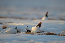 Willow ptarmigan (Lagopus lagopus) males in spring plumage Taymyr Peninsula, Siberia, Russia. May