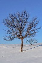 Willow ptarmigan (Lagopus lagopus) resting in snow, Taymyr Peninsula, Siberia, Russia. March