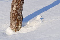 Willow ptarmigan (Lagopus lagopus) resting in snow, Taymyr Peninsula, Siberia, Russia. March