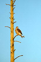 goshawk (Accipiter gentilis) perched in tree. Russia. February