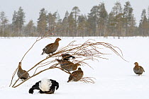 Black Grouse (Tetrao tetrix) lek with male displaying and females around in winter, Tver, Russia. April