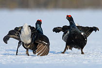 Black grouse (Tetrao tetrix) males fighting at lek in winter, Tver, Russia. April