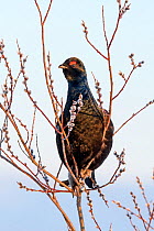 Black Grouse (Tetrao tetrix) male in tree in winter, Tver, Russia. April