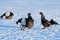 Black grouse (Tetrao tetrix) males fighting at lek in winter, Tver, Russia. April