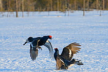 Black grouse (Tetrao tetrix) males fighting in lek in winter, Tver, Russia. April