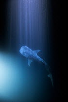 Whale shark (Rhincodon typus) at night with rays of light, Tadjourah Gulf, Republic of Djibouti.