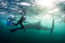 Scuba divers tagging Whale shark (Rhincodon typus) whilst others film on underwater cameras. Tadjourah Gulf, Republic of Djibouti.  December 2017.