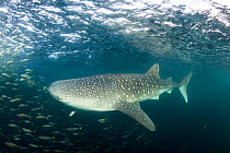 Whale shark (Rhincodon typus) Tadjourah Gulf, Republic of Djibouti.