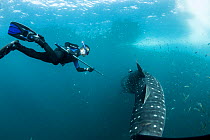 Scuba diver tagging  Whale shark (Rhincodon typus) Tadjourah Gulf, Republic of Djibouti.  December 2017.