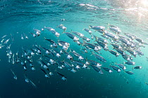 Indian mackerel (Rastrelliger kanagurta) Tadjourah Gulf, Republic of Djibouti.