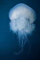 Jellyfish (Rophilema nomadica) Mediterranean sea, Israel.  Invasive species.
