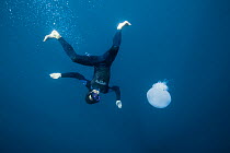 Diver with Jellyfish (Rophilema nomadica) Mediterranean sea, Israel. Invasive species.