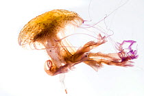 Jellyfish (Pelagia noctiluca) against white background, Mediterranean sea, Corsica