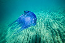 Jellyfish (Rhizostoma pulmo) Mediterranean sea, Corsica