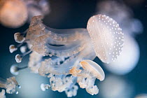 White spotted jellyfish (Phyllorhiza punctata) in aquarium.