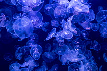 Moon jellyfish (Aurelia aurita) in aquarium with purple lighting.