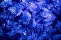 Moon jellyfish (Aurelia aurita) in aquarium with purple lighting.