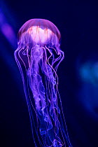 Malaysian jellyfish (Sanderia malayensis) in aquarium with purple lighting.