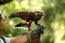 Harris hawk (Parabuteo unicinctus) falconry bird feeding on falconers hand.
