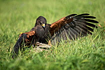 Harris hawk (Parabuteo unicinctus) landing on prey, controlled conditions with falconry bird.