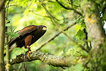 Harris hawk (Parabuteo unicinctus) perched in tree, controlled conditions with falconry bird.
