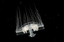 Freshwater jellyfish (Craspedacusta sowerbii) Angers, France.