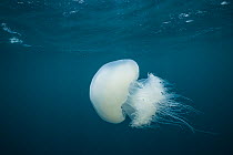Nomad jellyfish (Rhophilema nomadica) Mediterranean sea, Israel.