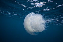 Nomad jellyfish (Rhophilema nomadica) Mediterranean sea, Israel.
