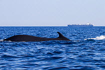 Fin whale (Balaenoptera physalus), Mediterranean Sea, Corsica