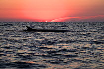 Fin whale (Balaenoptera physalus) at sunset, Mediterranean Sea, Corsica