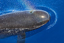 Long-finned pilot whale (Globicephala melas) blowing at surface with rainbow affect in the spray, Mediterranean Sea, Corsica