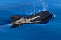 Long-finned pilot whale (Globicephala melas) Mediterranean Sea, Corsica