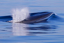 Fin whale (Balaenoptera physalus), Mediterranean Sea, Corsica