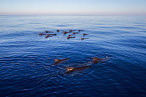 Long-finned pilot whale (Globicephala melas) pod, Mediterranean Sea, Corsica