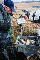 Man looking at catch of  Carp (Cyprinus carpio)  taken from drained freshwater pond, France. March 2016.