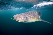 Whale shark (Rhincodon typus) with scuba diver in the backgroundTadjourah Gulf, Republic of Djibouti.