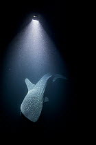 Whale shark (Rhincodon typus) lit by artificial lights, Tadjourah gulf, Republic of Djibouti.
