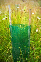 Douglas fir (Pseudotsuga menziesii) planted with protective sleeve to prevent browsing, Devon, England, UK, July.