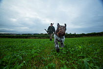 Estate ranger out with gun and dog to control Roe deer (Capreolus capreolus) populations to a  level where their browsing does not prevent native woodland tree species from regenerating, Devon, Englan...