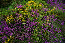 Heather (Erica cinerea), Gorse (Ulex europaeus) and purple moor grass (Molina caerulea), East Devon Pebblebed Heathland, Devon, England, UK, July.