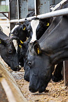 Dairy cows on organic farm feeding on pellets during milking, East Devon, England, UK, July.