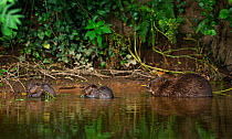 Beaver (Castor fibre) female feeding on willow bark with her two kits, River Otter, Devon, England, UK, July. Highly commended in the Habitat category of the British Wildlife Photography Awards (BWPA)...