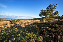 Isolated Scots pines (Pinus sylvestris) on the East Devon Pebblebed Heaths which provides popular churring / calling locations for the nightjar (Caprimulgus europaeus) Devon, England, UK, May 2014.