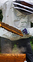 Bee keeper in beekeepers suit examining combs of hive, Devon , England, UK, May 2014.