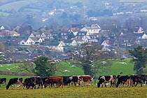 Dairy cows with Newton Poppleford in the background, Devon, England, UK, February 2017.