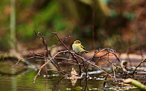 Common chiffchaff (Phylloscopus collybita) using a beaver dam to hunt for insects, East Devon, England, UK, February.